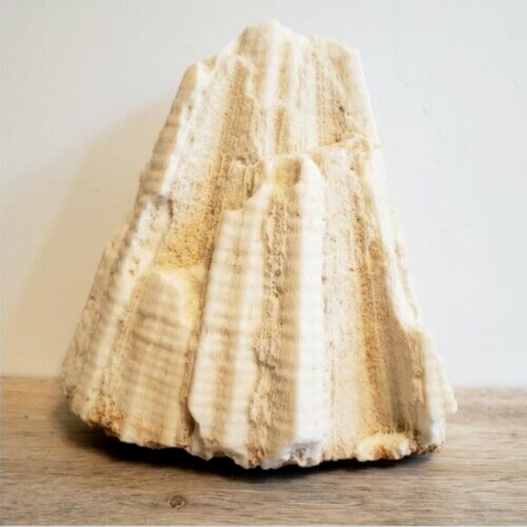 Large Vintage 1kg! Natural Real Sea Coral Specimen 6x5x4 Inches - Picture 1 of 9